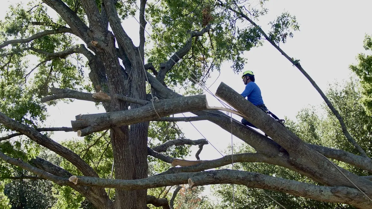 Professional Hazardous Tree Removal performed by certified arborists in May